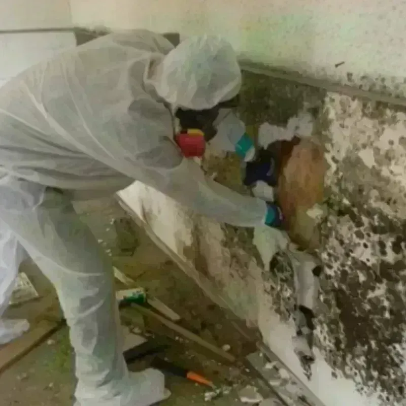 Mold Remediation and Removal in Manorville, NY